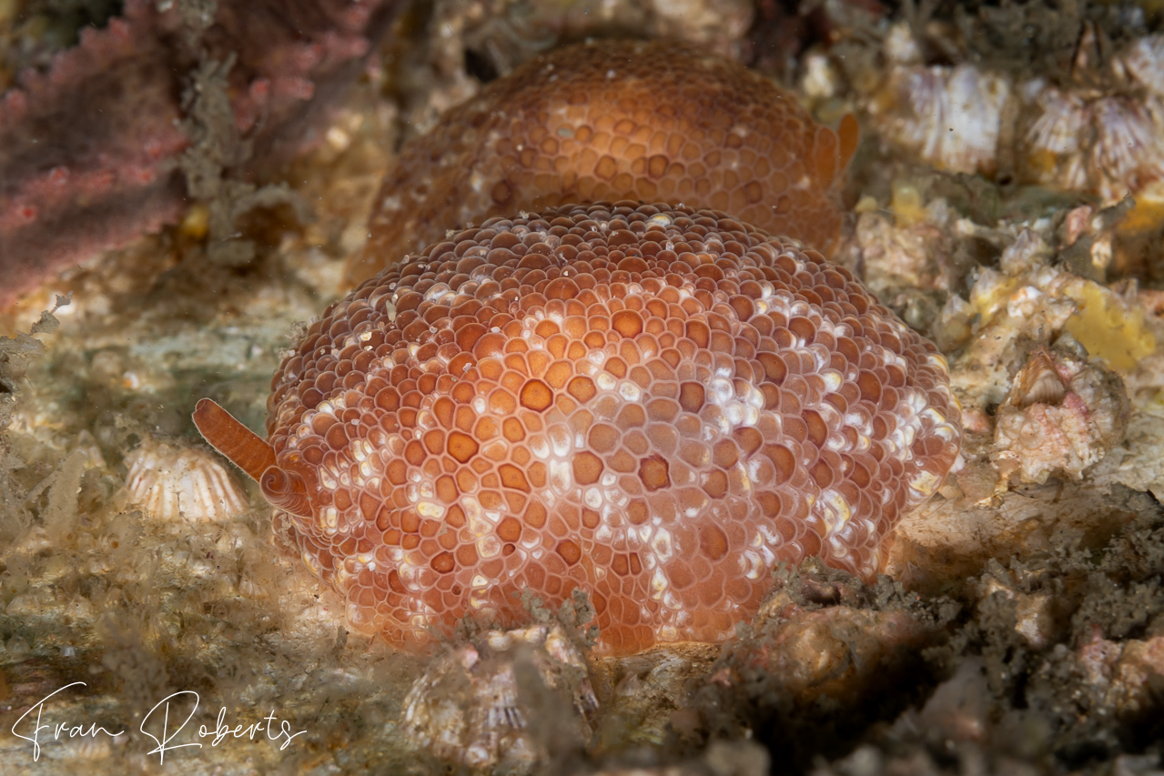 Image of Pleurobranchus peronii