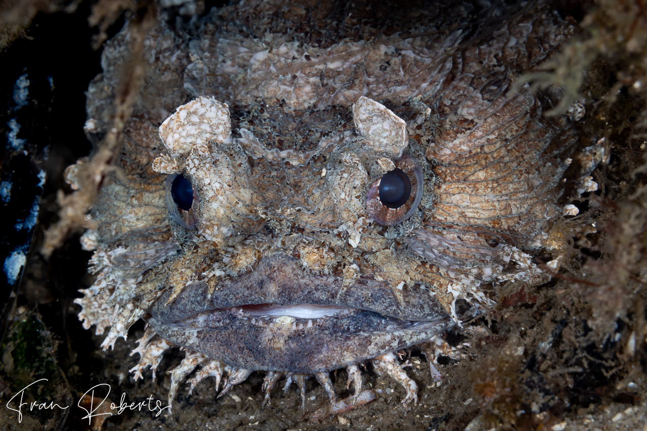 Image of Batrachomoeus dubius