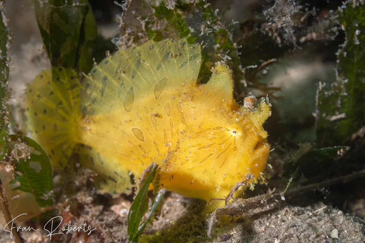 Image of Antennarius striatus