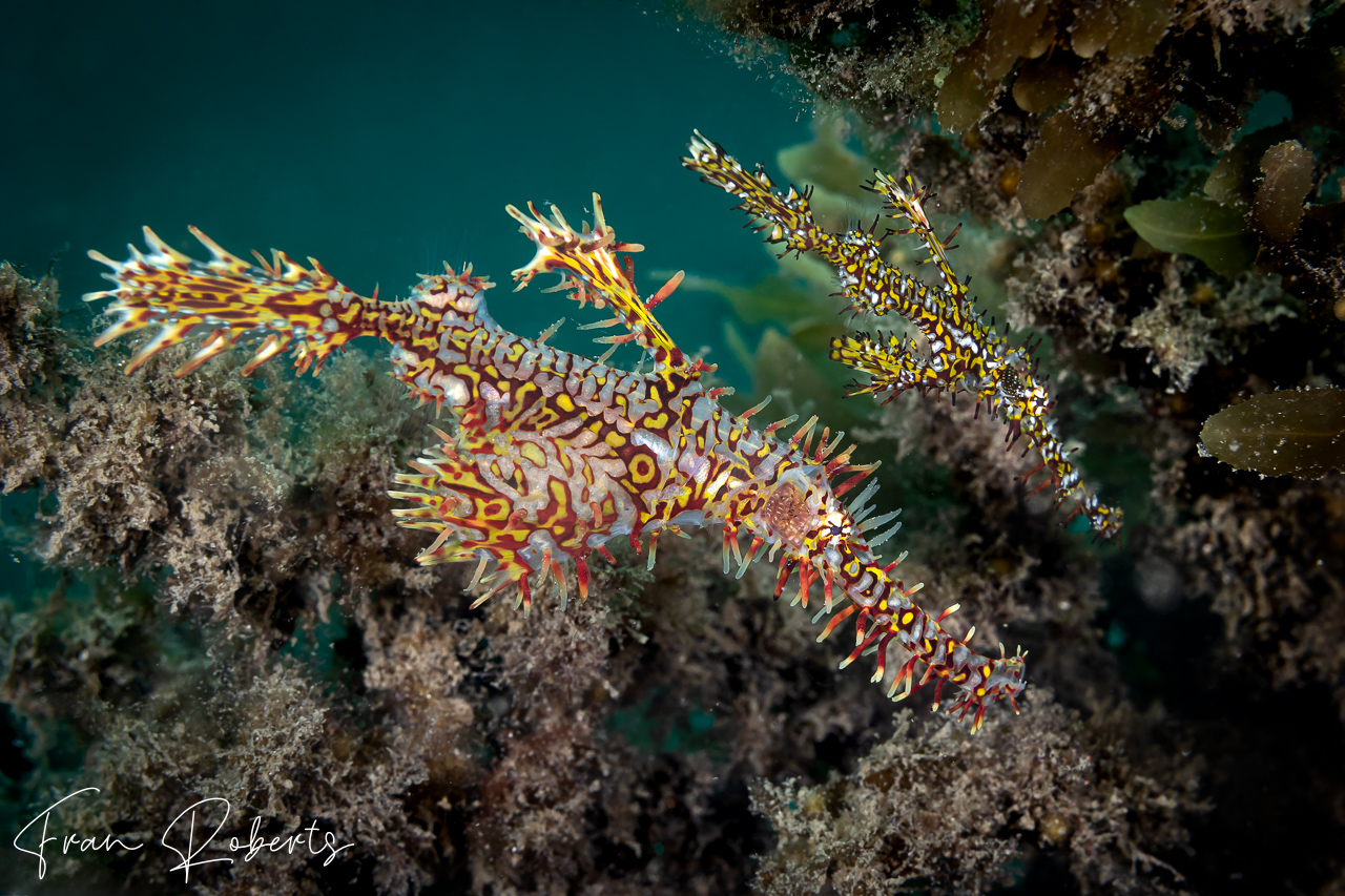 Image of Solenostomus paradoxus