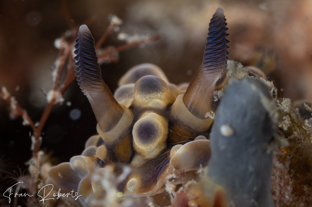 Image of Dendrodoris denisoni