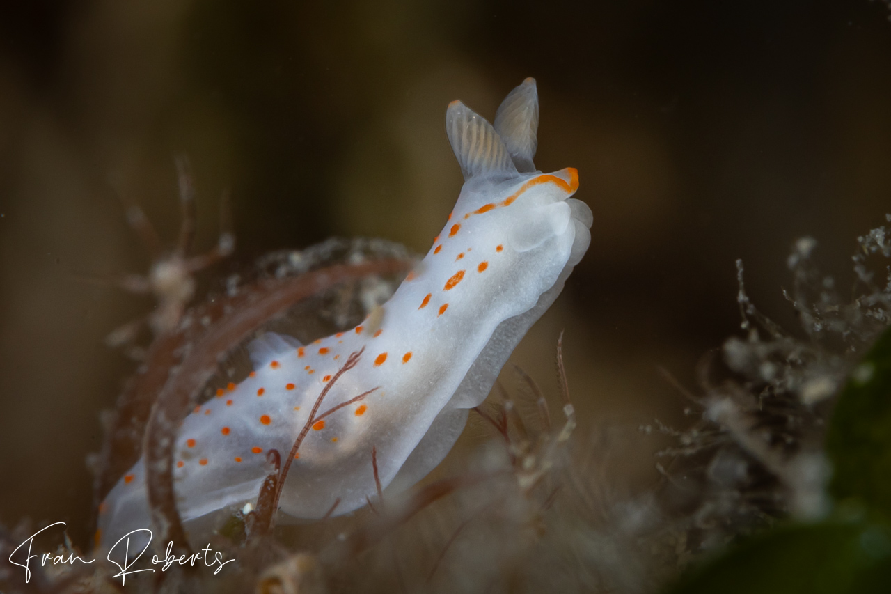 Image of Gymnodoris sp. 2