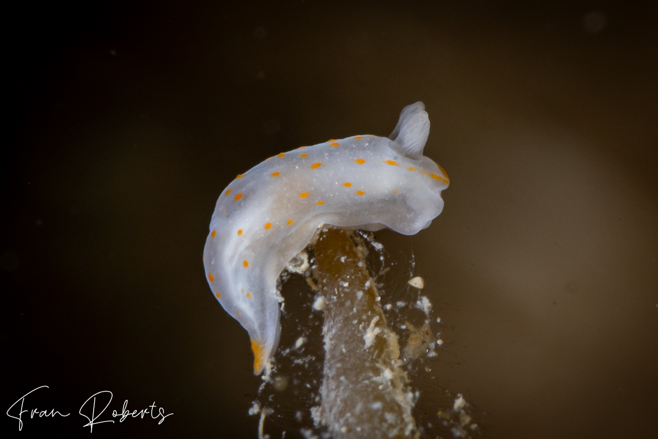 Image of Gymnodoris sp. 2