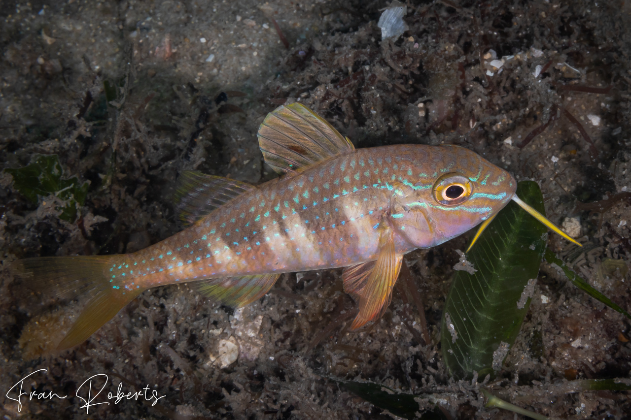 Image of Upeneichthys lineatus