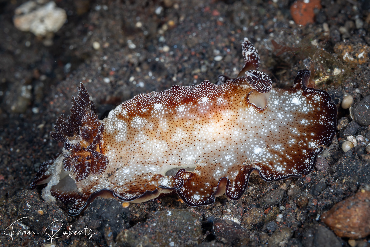 Image of Discodoris boholensis