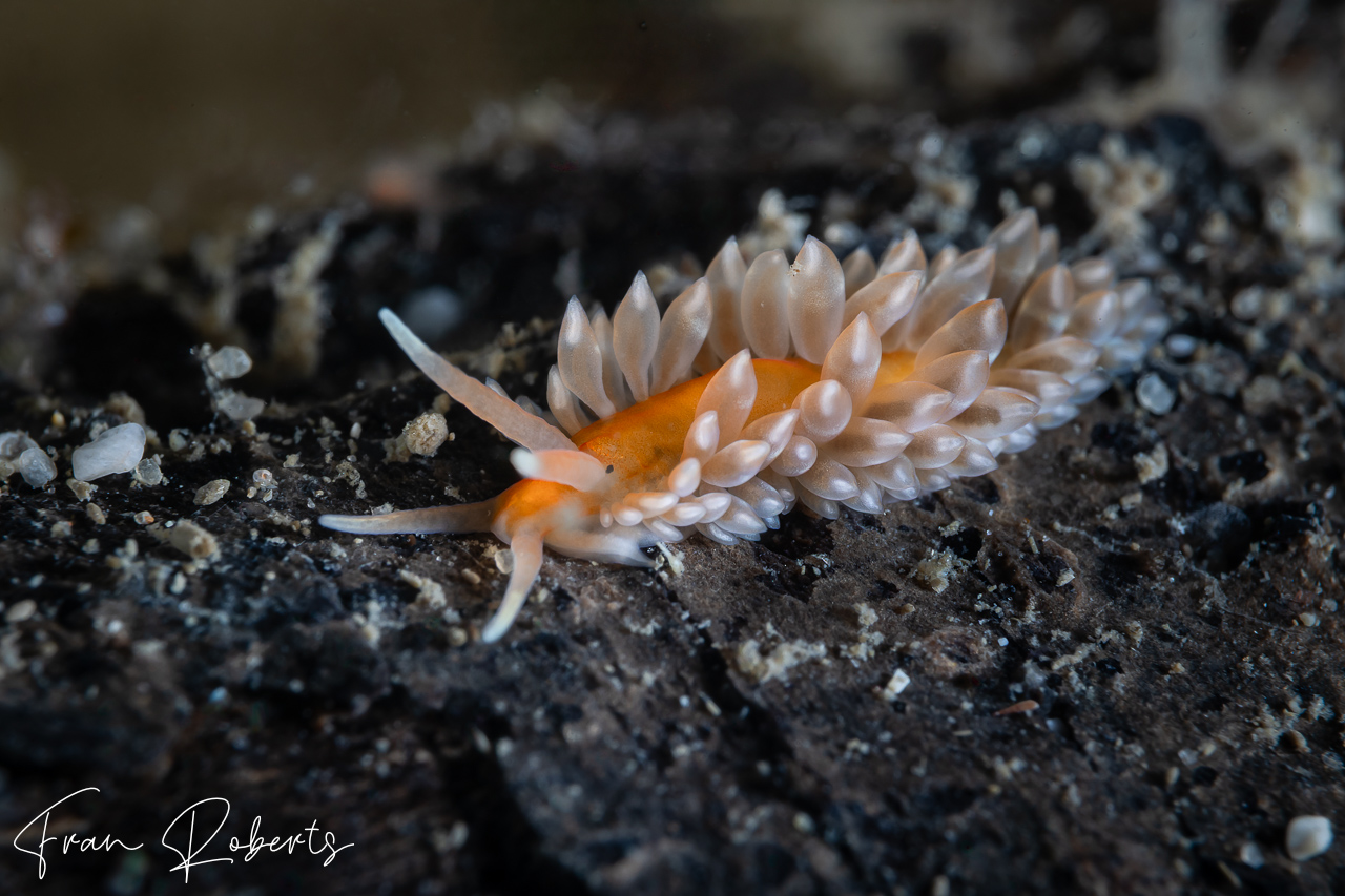 Image of Anteaeolidiella cacaotica