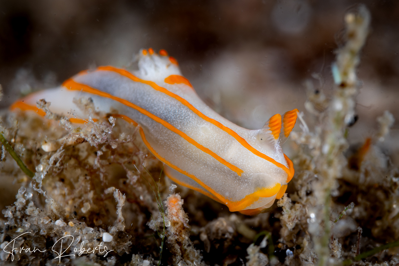 Image of Gymnodoris amakusana
