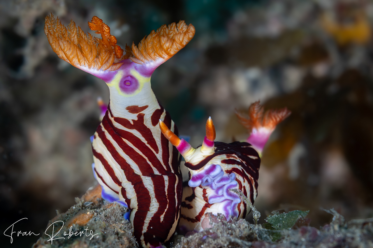 Image of Nembrotha purpureolineata