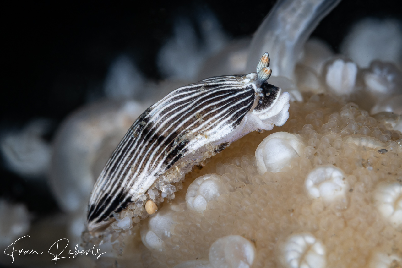 Image of Dermatobranchus sp. 5