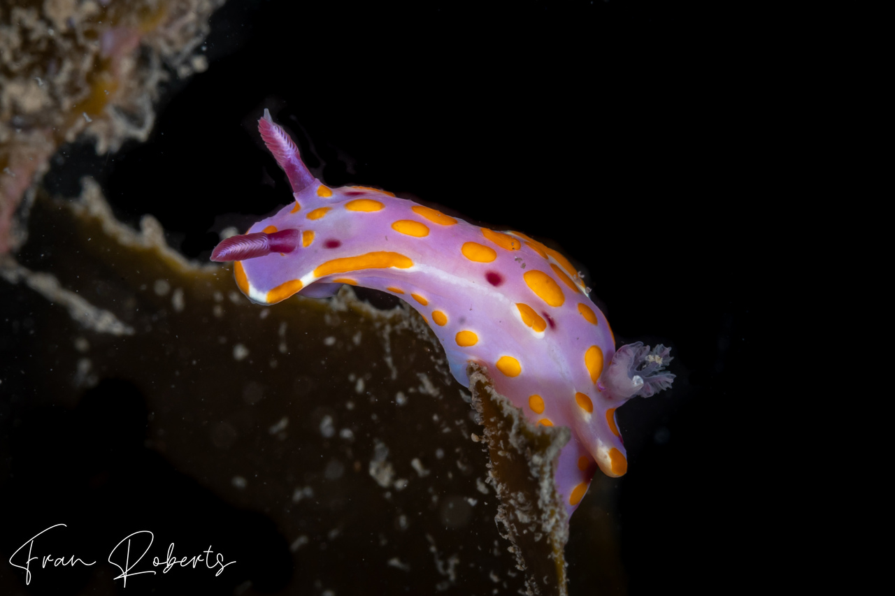 Image of Ceratosoma amoenum