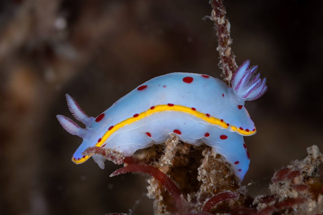 Image of Hypselodoris bennetti