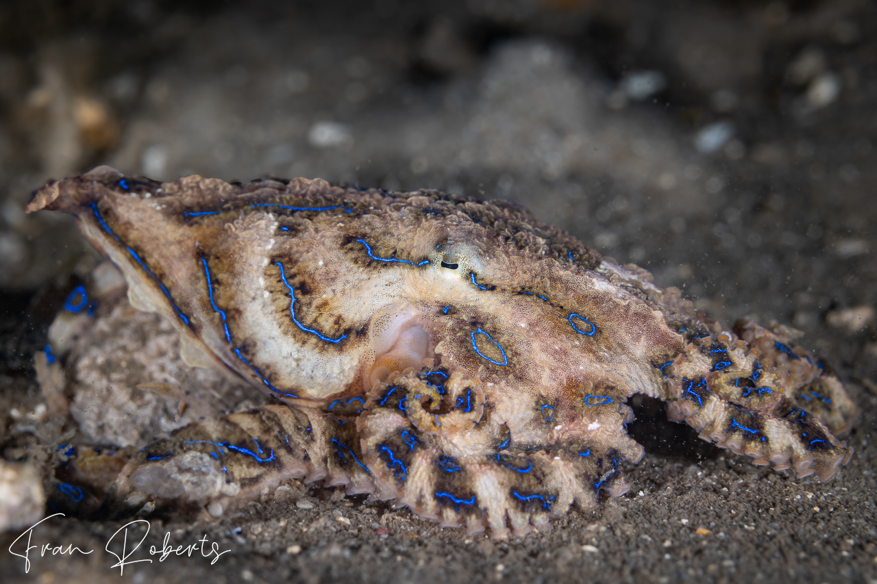 Image of Hapalochlaena fasciata