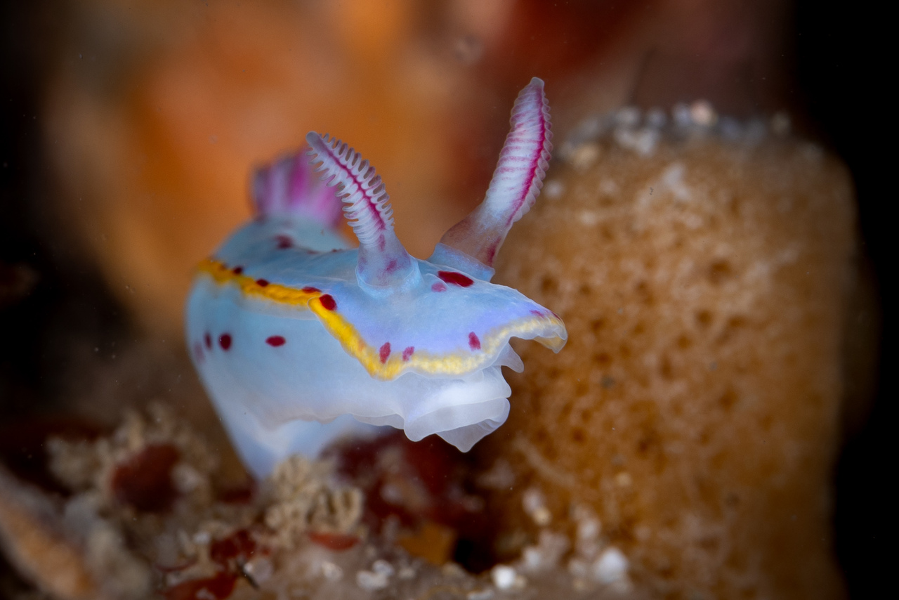 Image of Hypselodoris bennetti