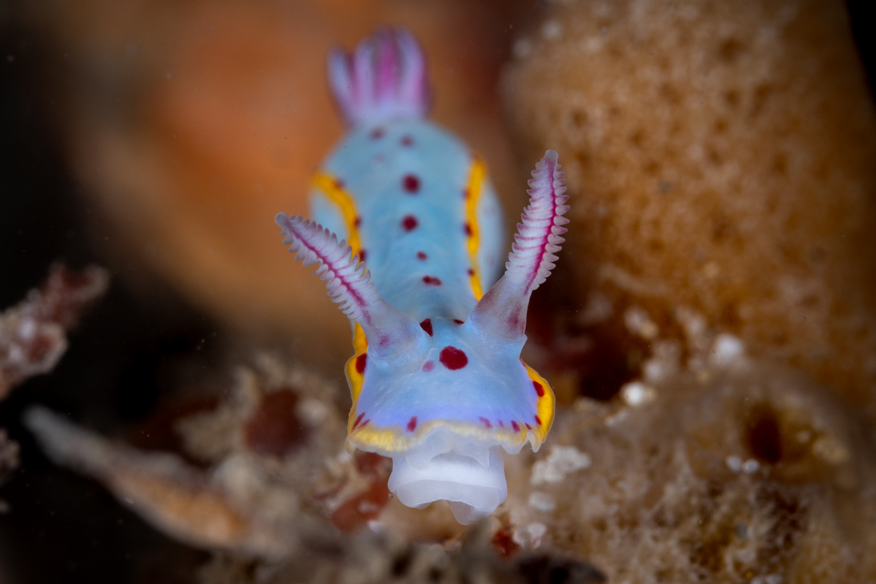 Image of Hypselodoris bennetti