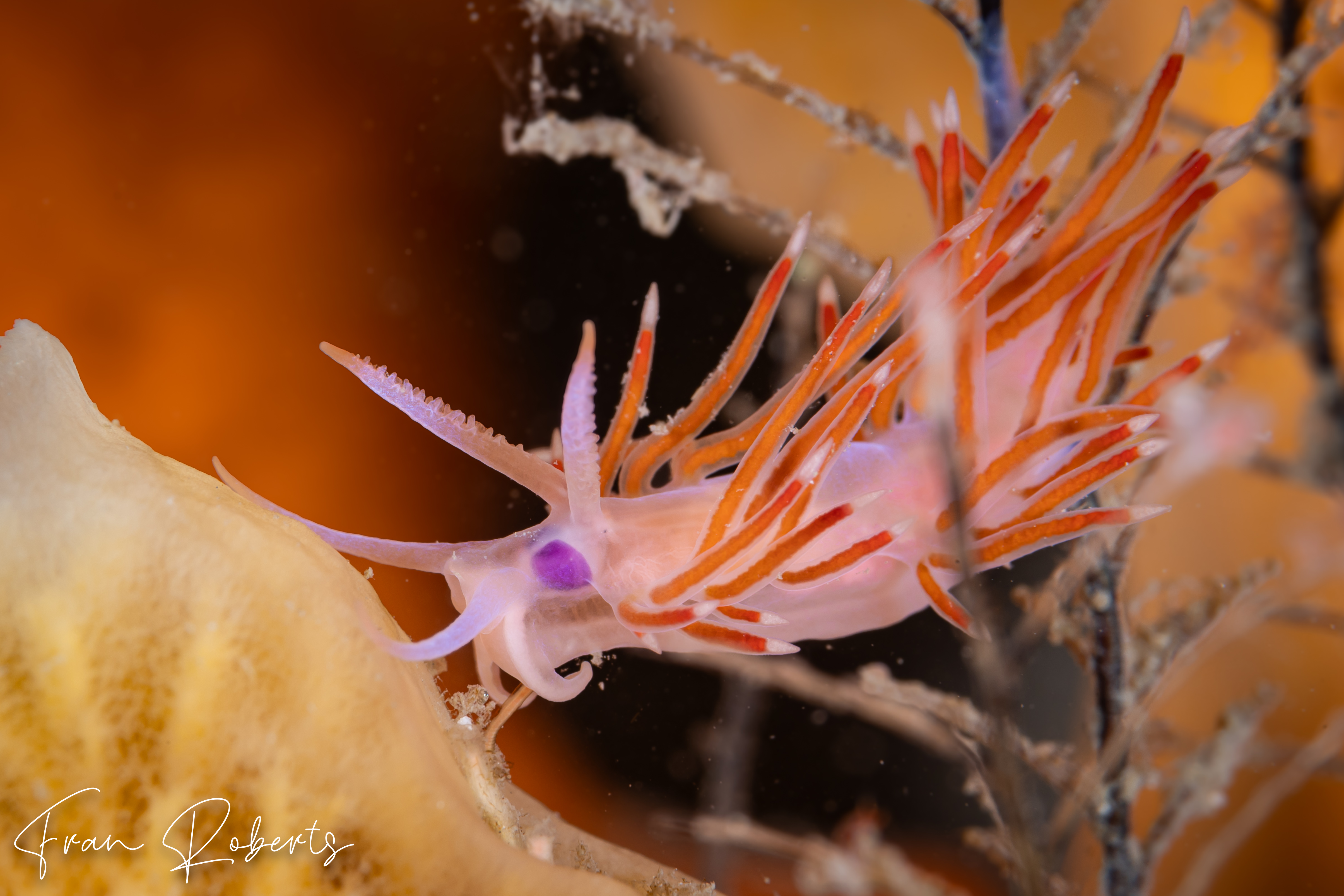 Image of Flabellina poenicia