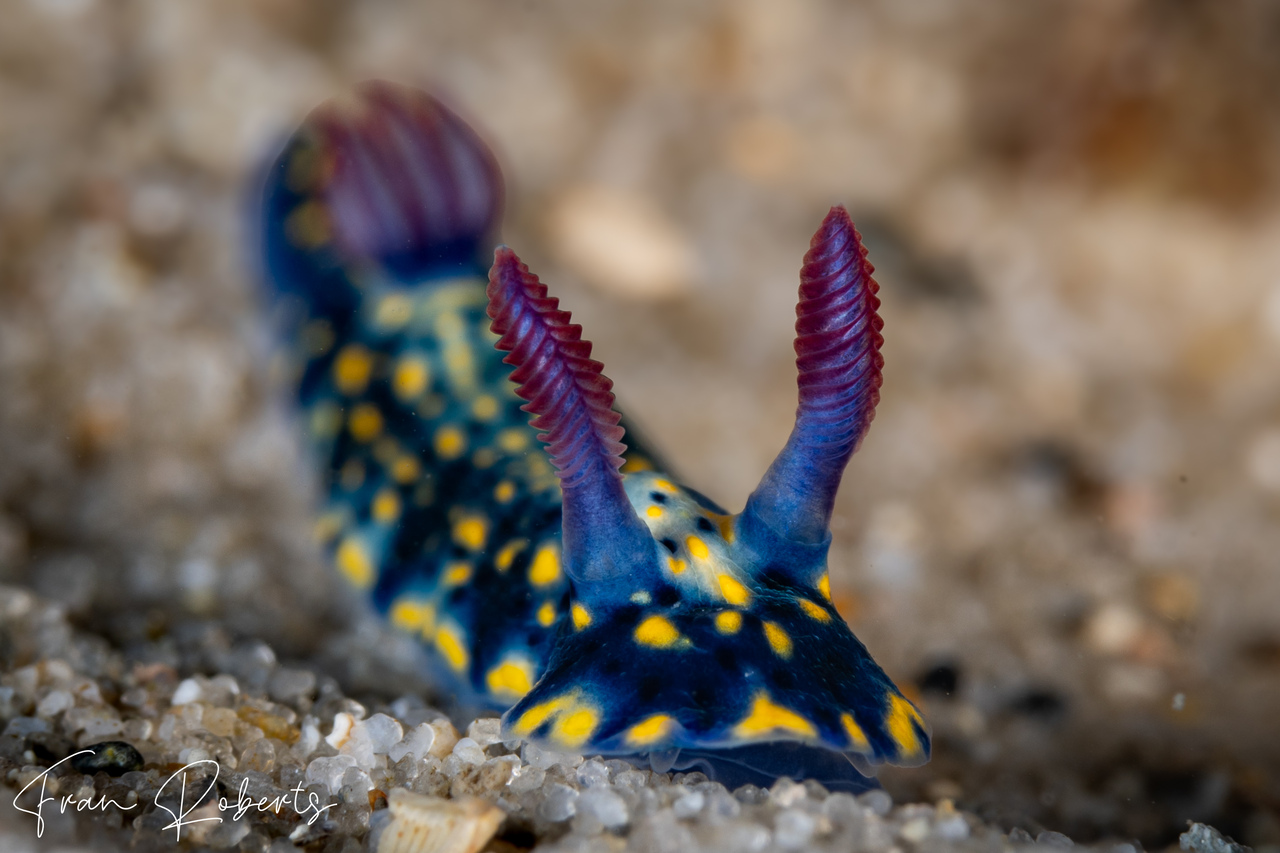 Image of Hypselodoris obscura