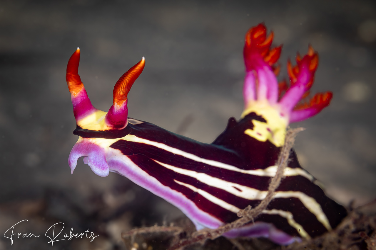 Image of Nembrotha purpureolineata