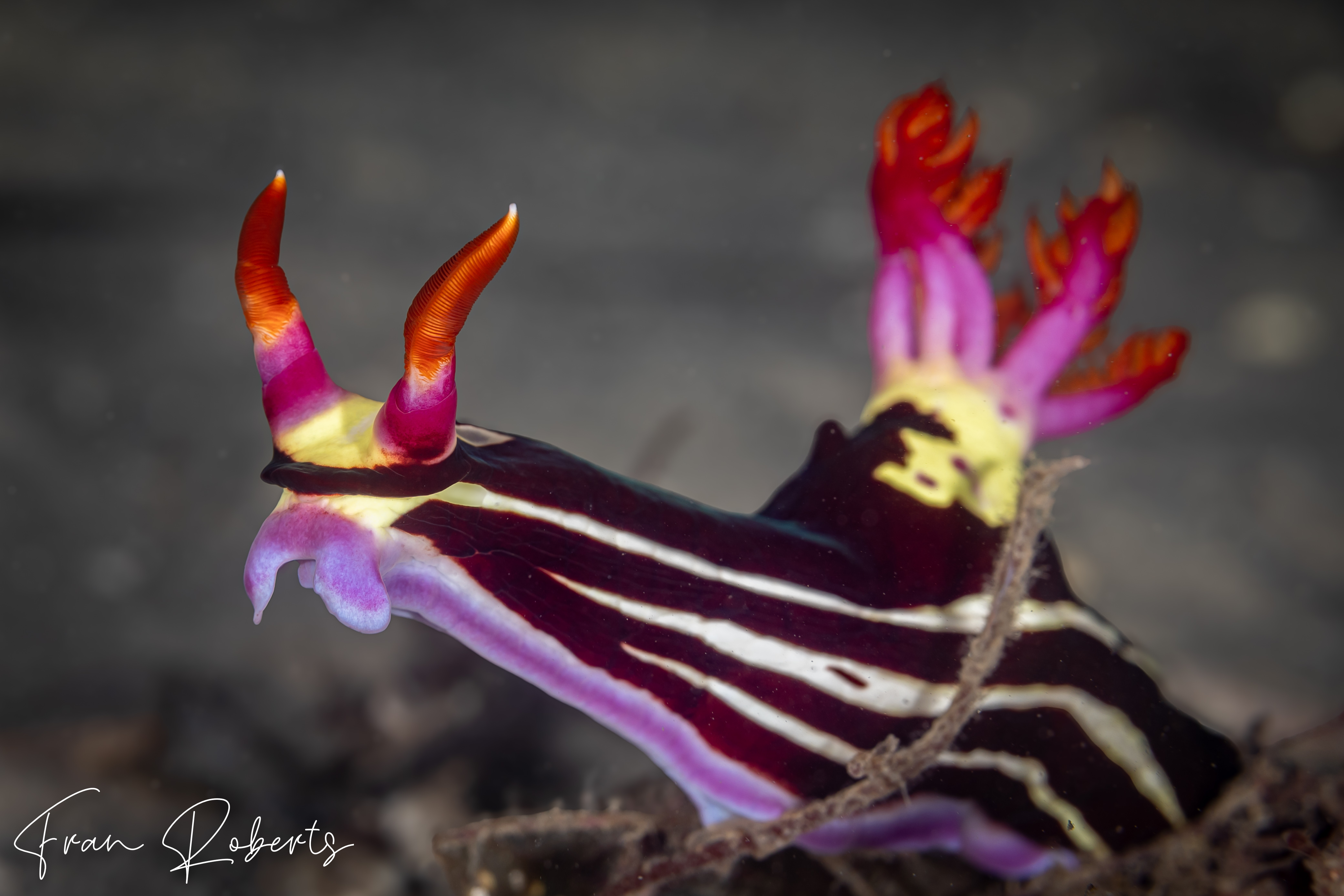 Image of Nembrotha purpureolineata