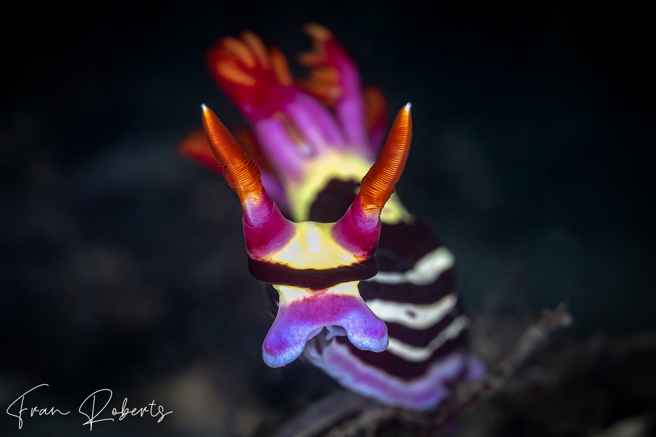 Image of Nembrotha purpureolineata