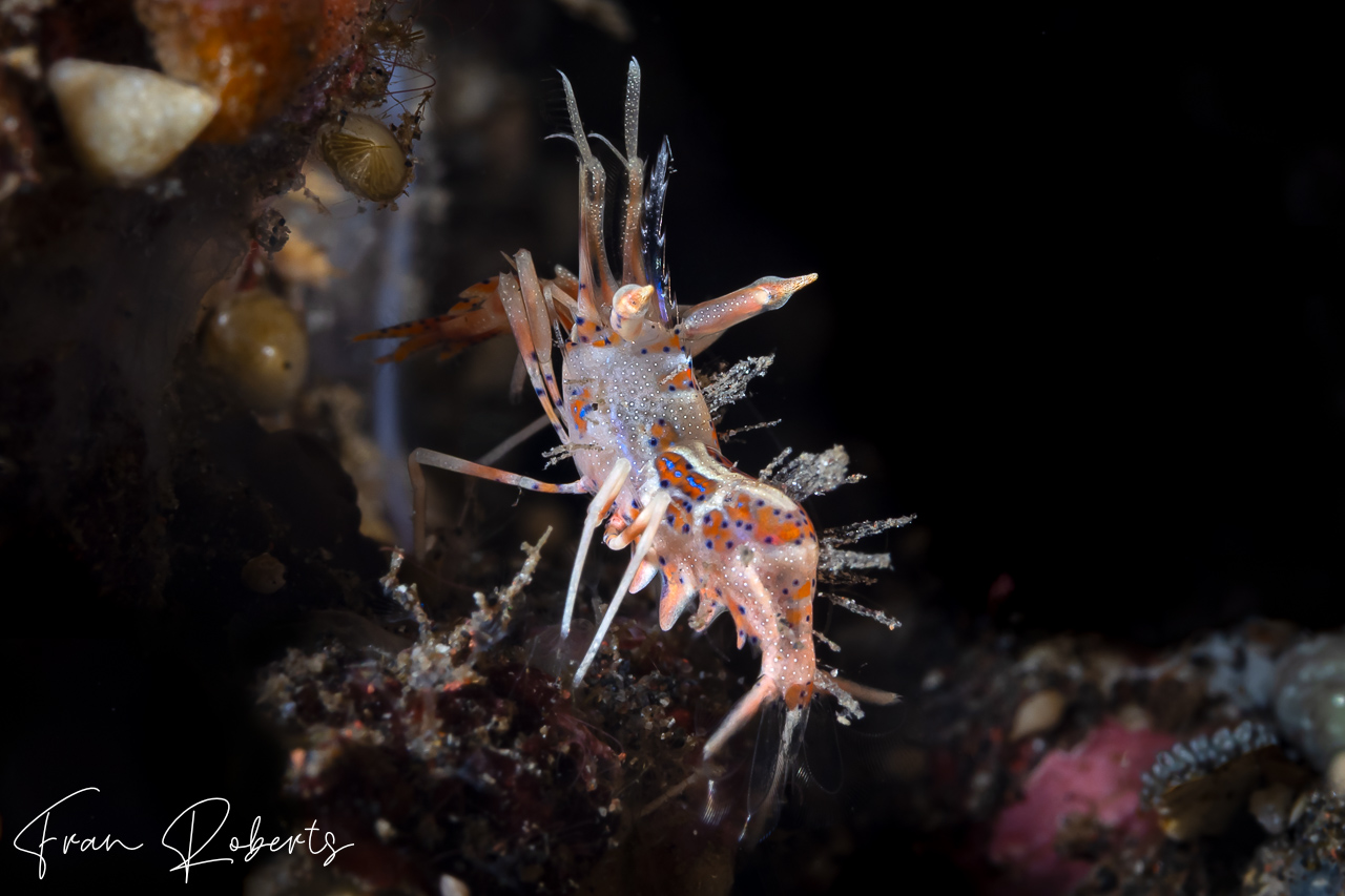 Image of Phyllognathia