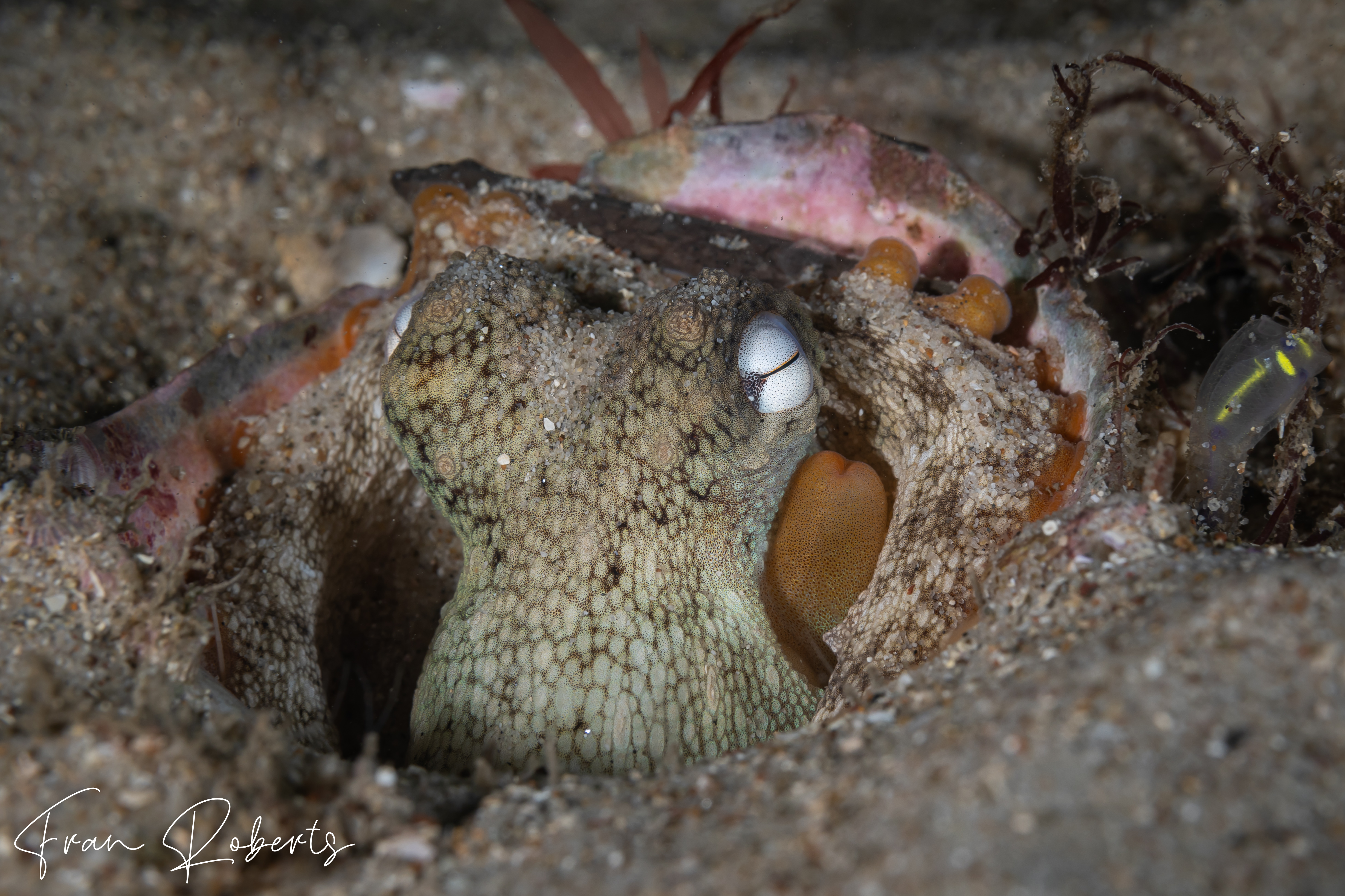 Image of Octopus tetricus