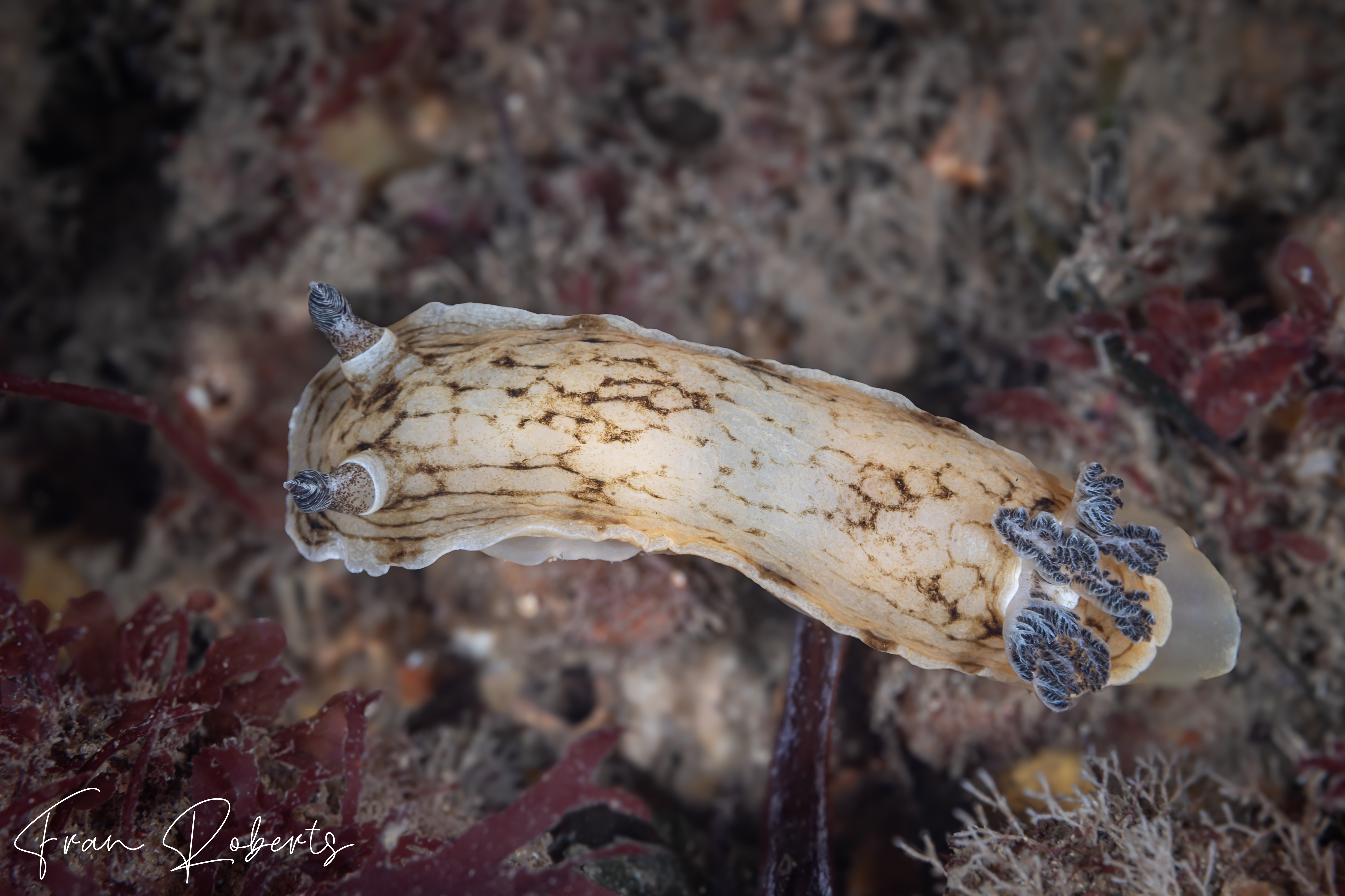 Image of Aphelodoris varia