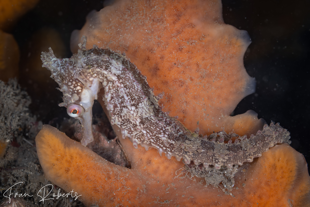 Image of Hippocampus whitei