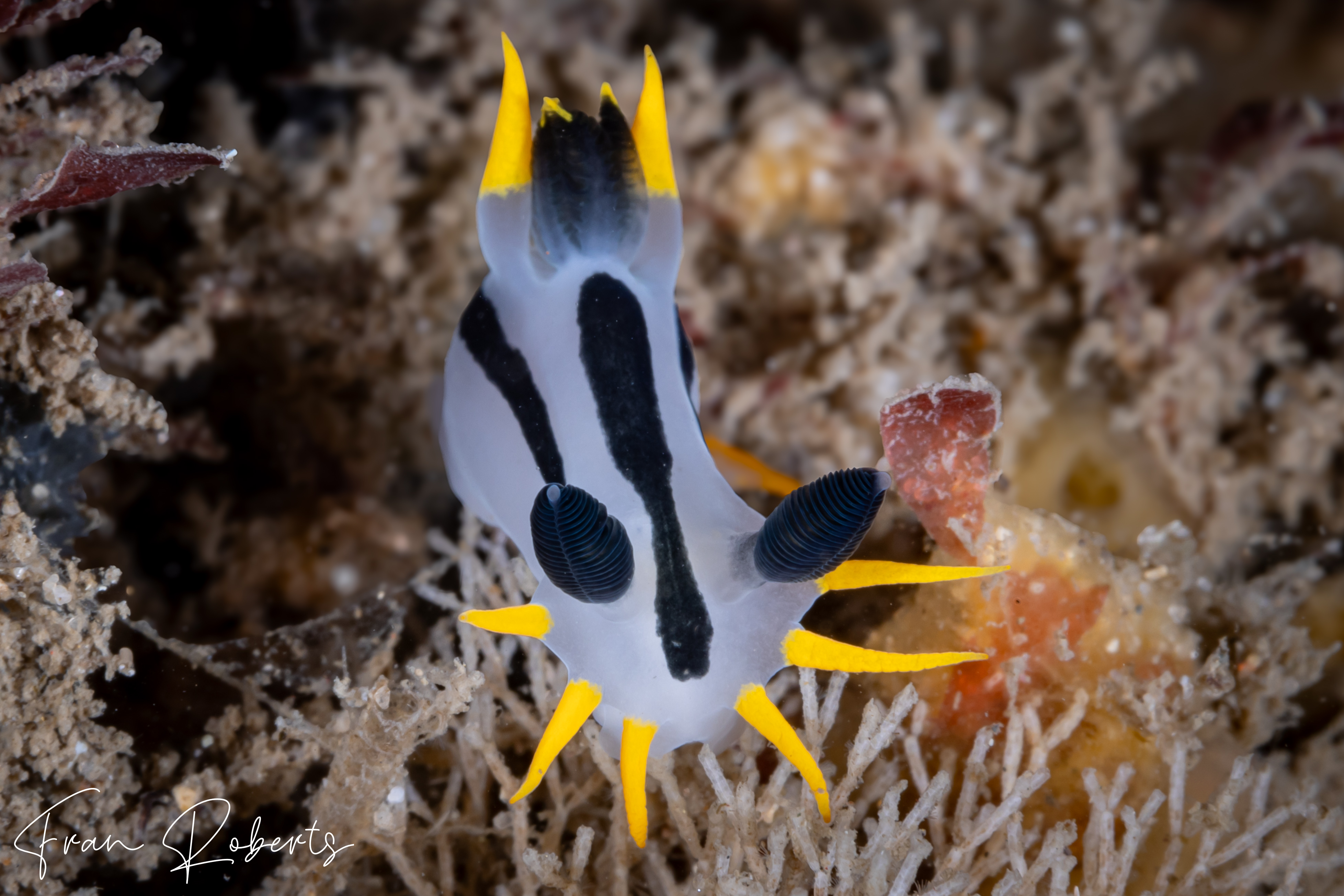 Image of Polycera capensis