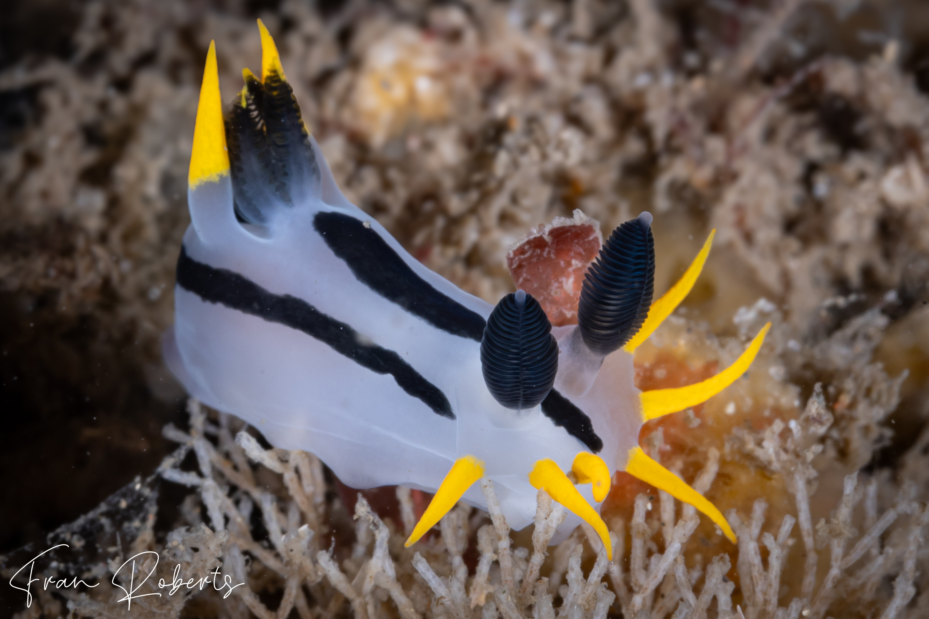 Image of Polycera capensis