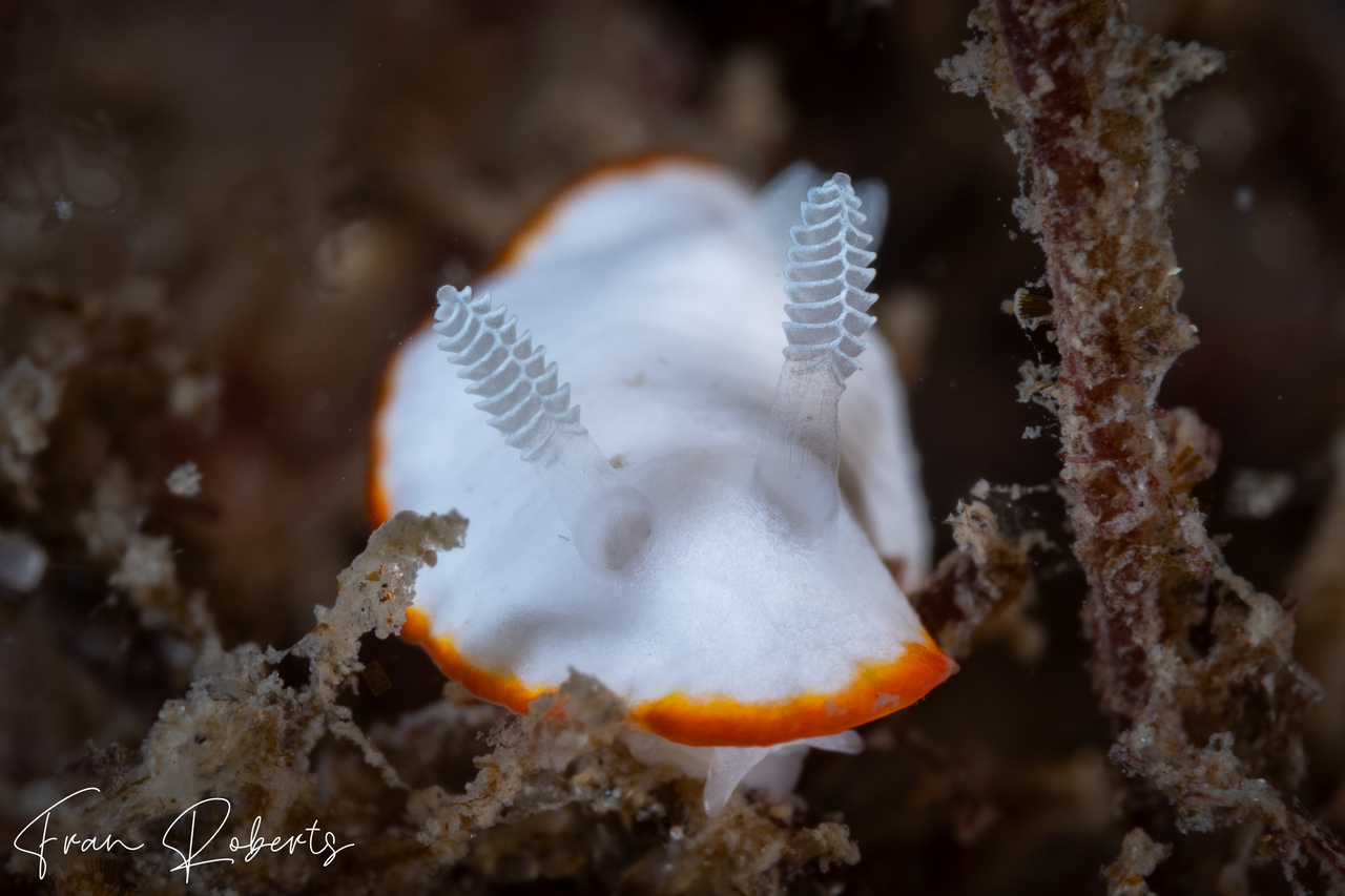 Image of Goniobranchus albonares