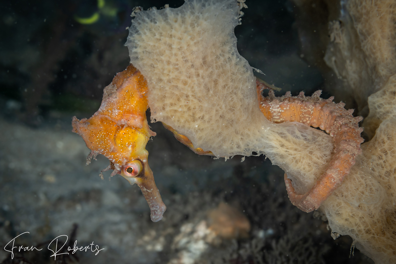 Image of Hippocampus whitei