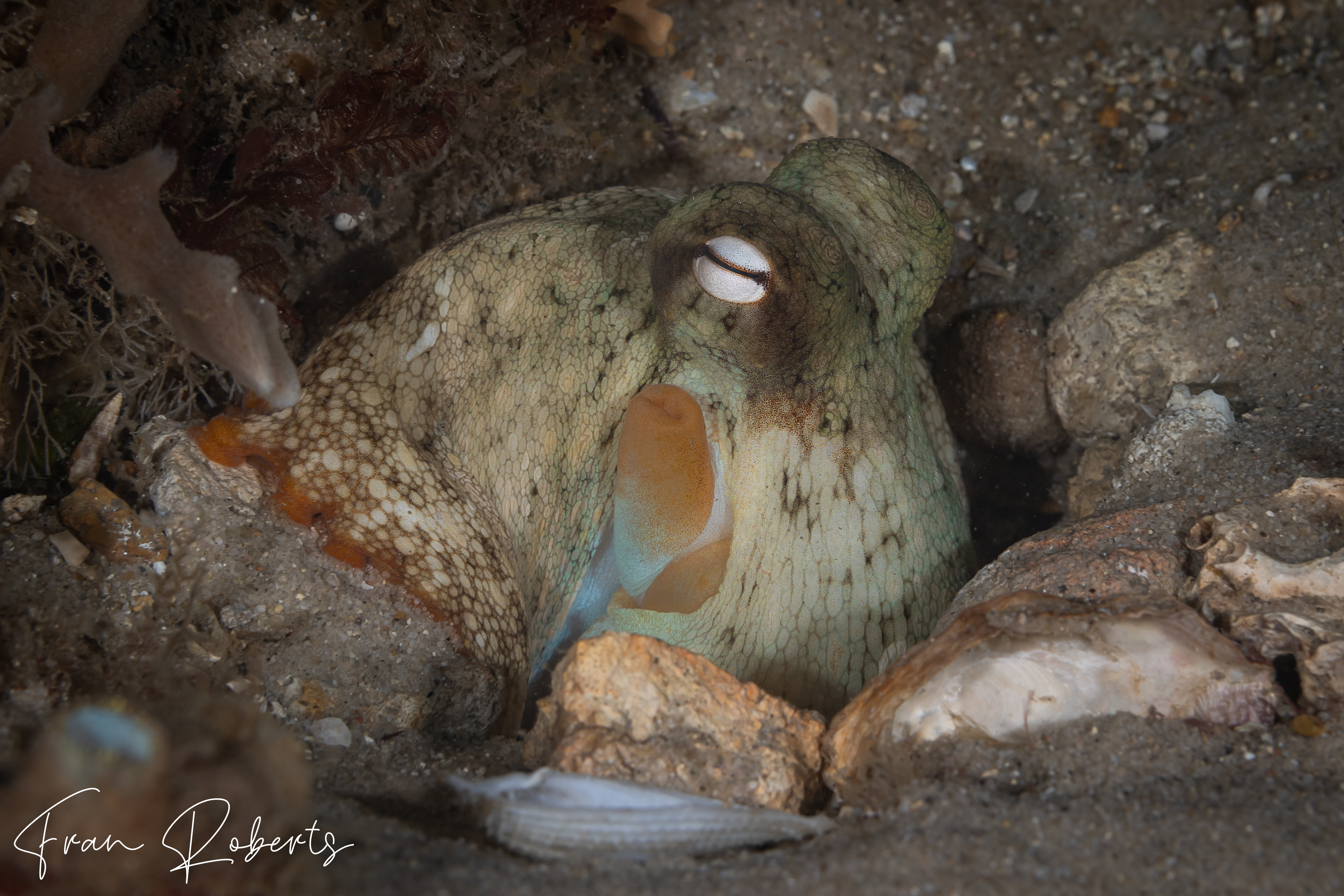 Image of Octopus tetricus