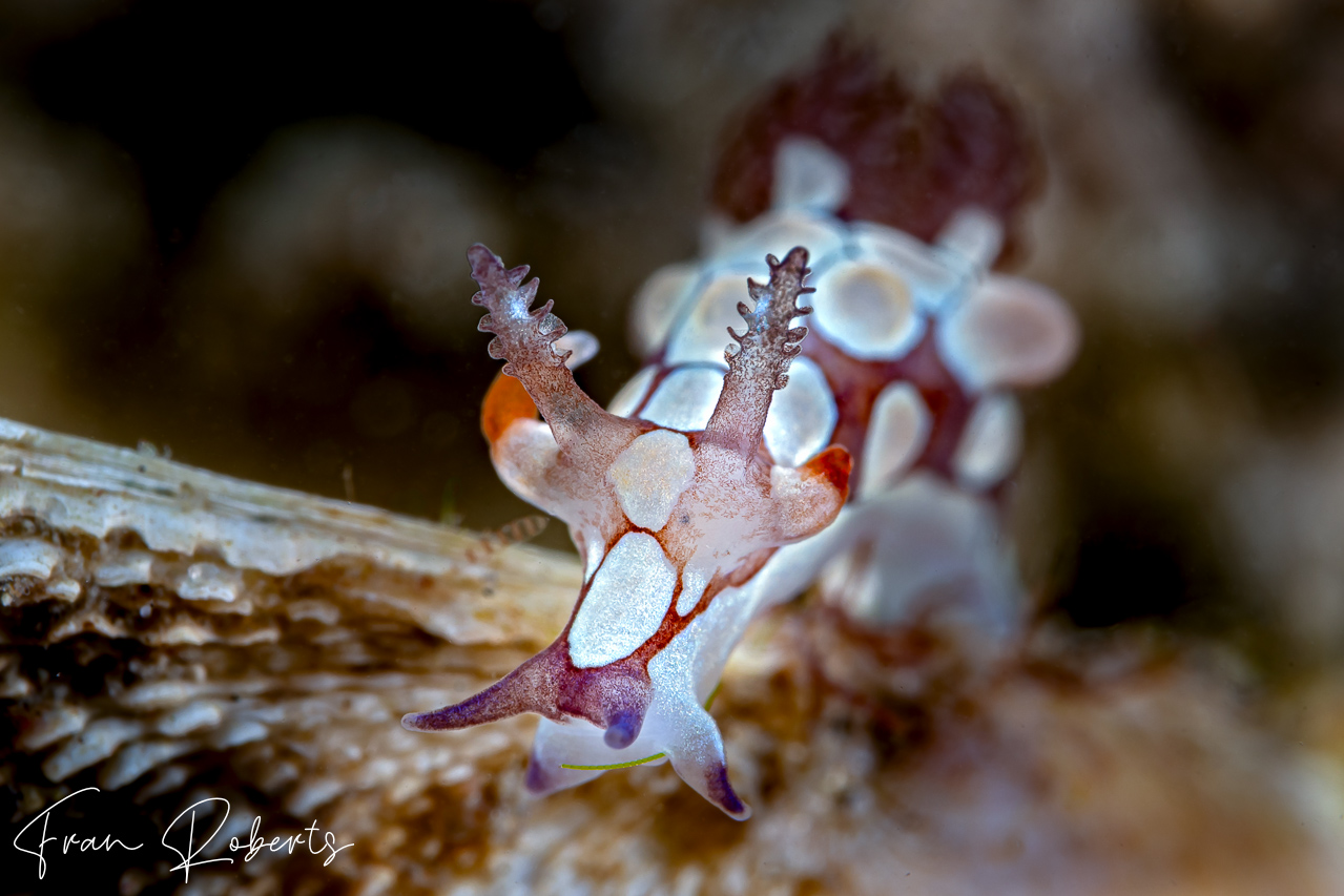 Image of Trapania scurra