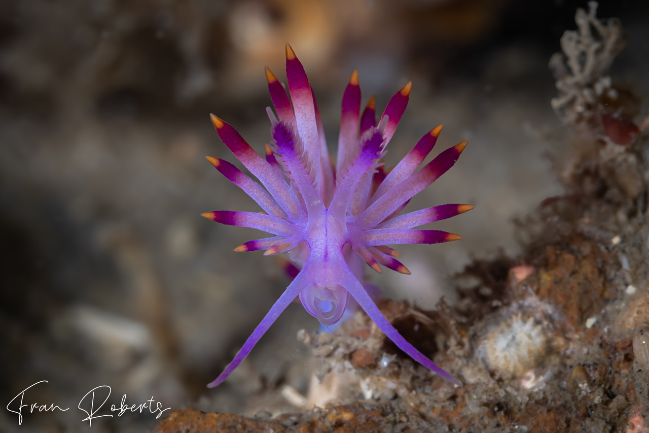 Image of Flabellina pseudolotos