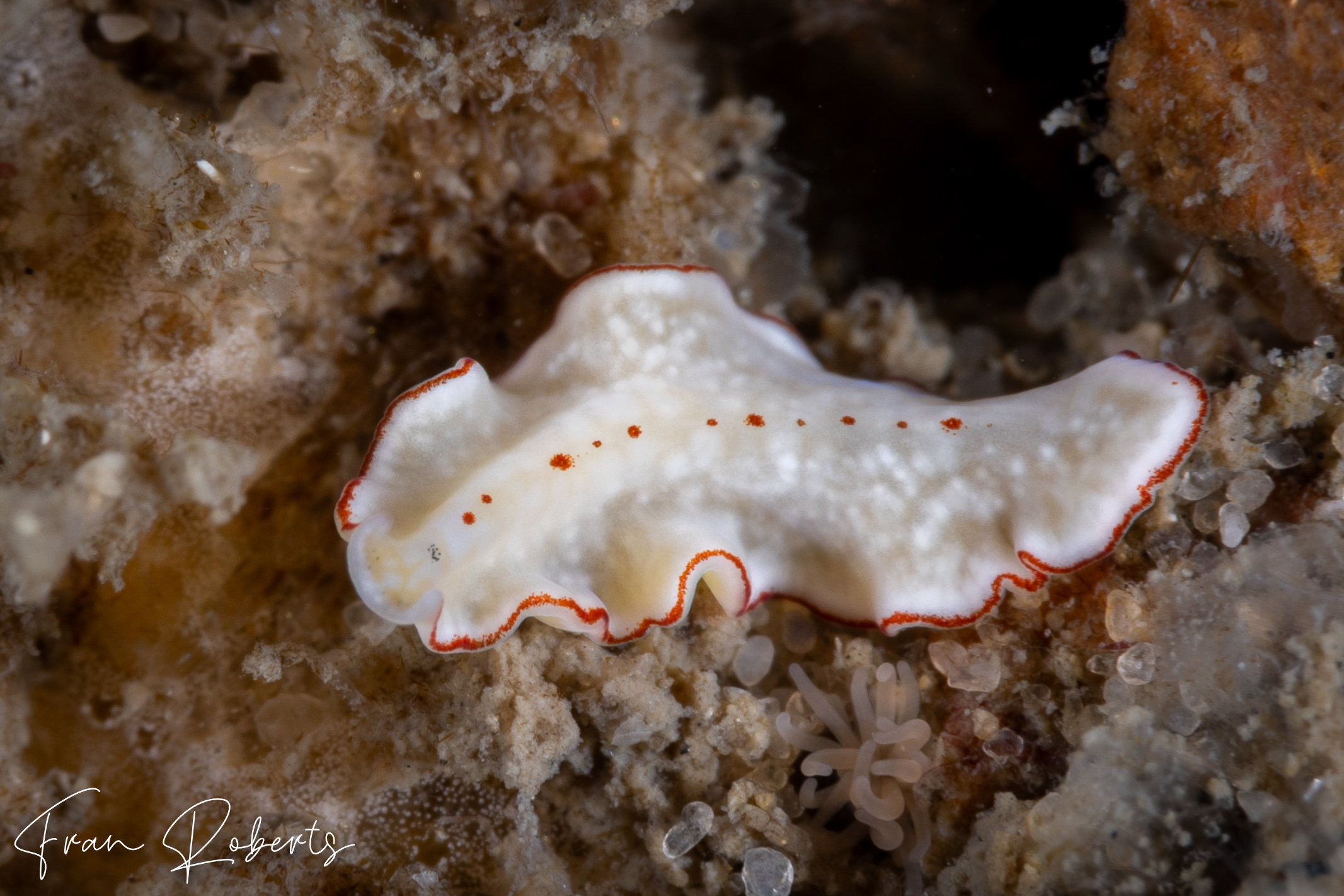 Image of Unidentified Flatworm sp. 14