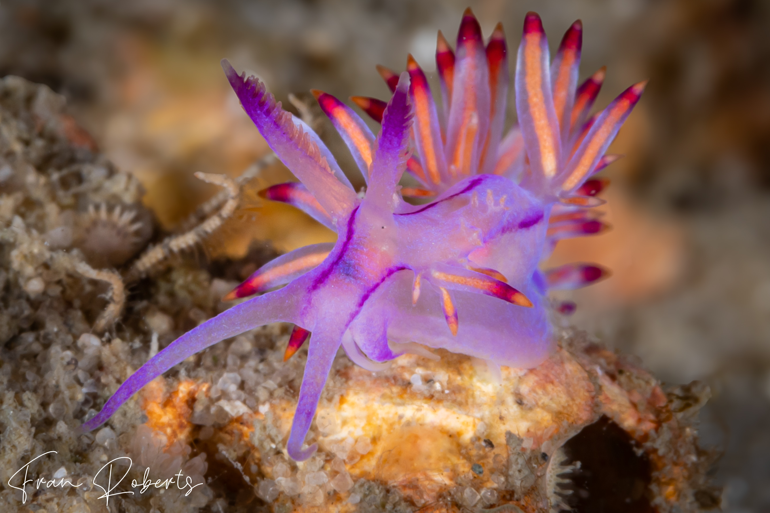 Image of Flabellina pannae