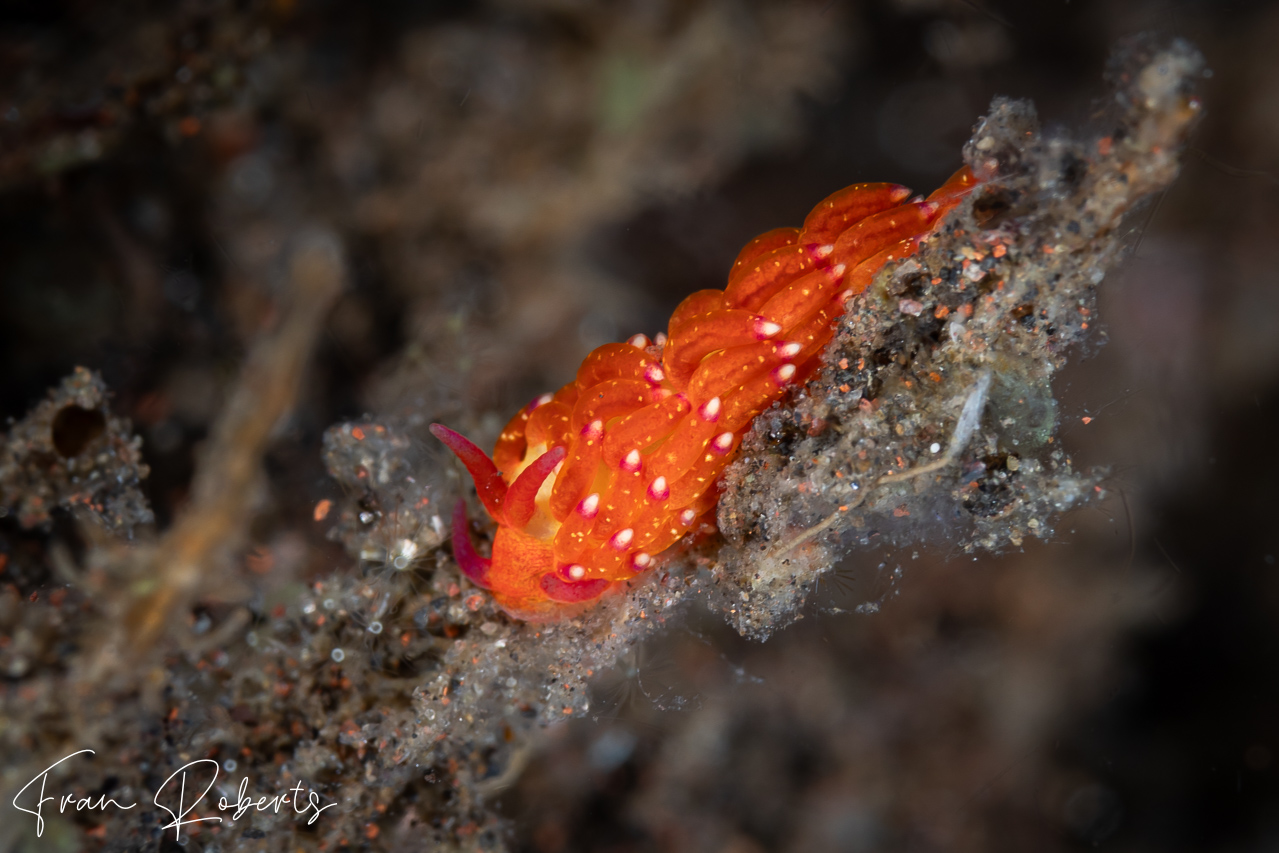 Image of Trinchesia sp. 4