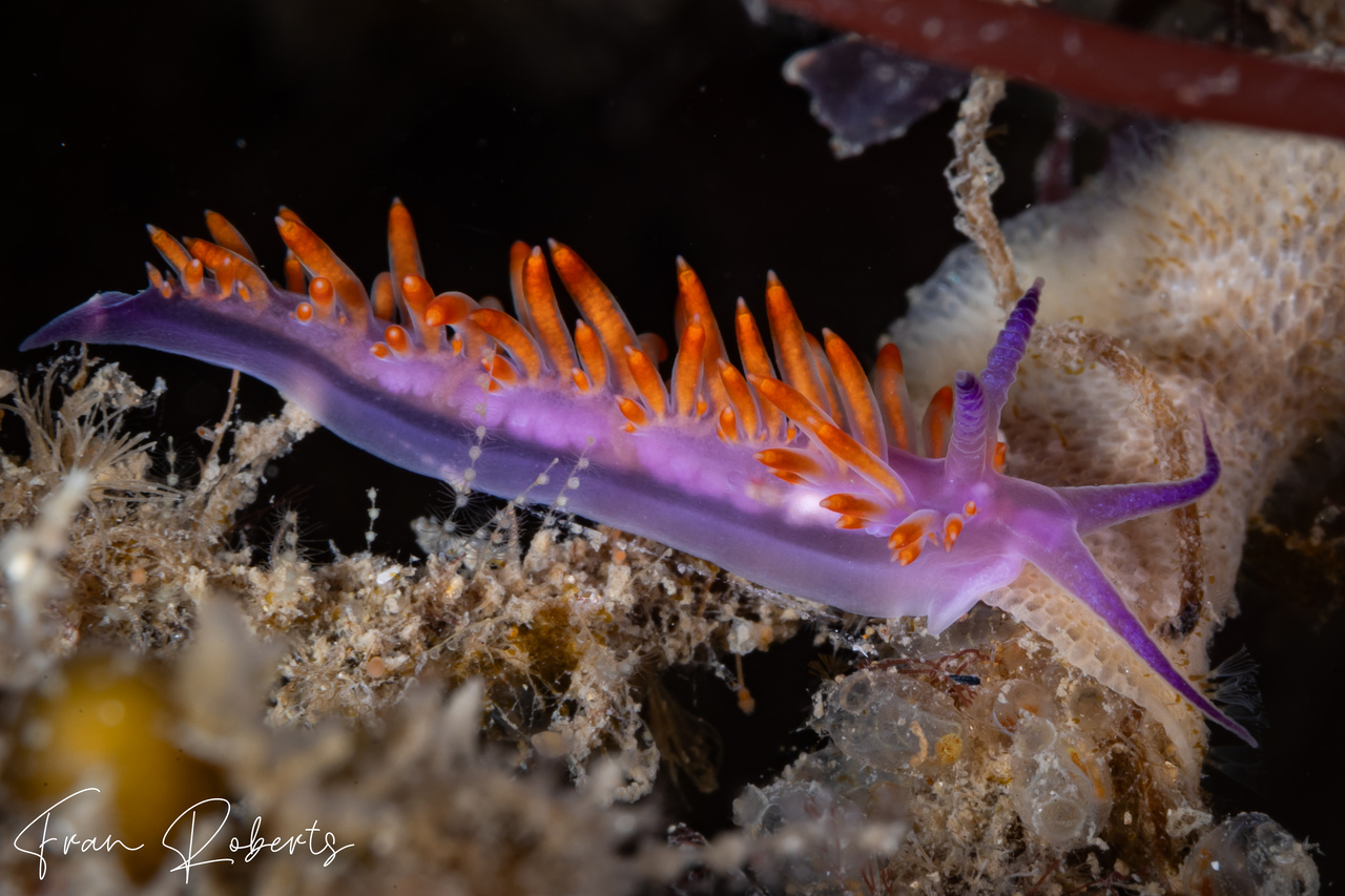 Image of Flabellina sp. 2