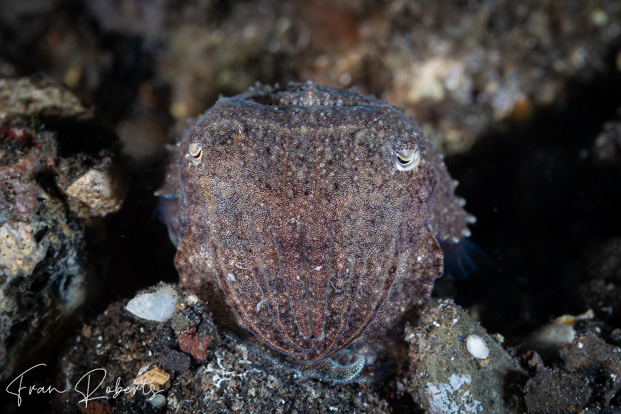 Image of Ascarosepion latimanus