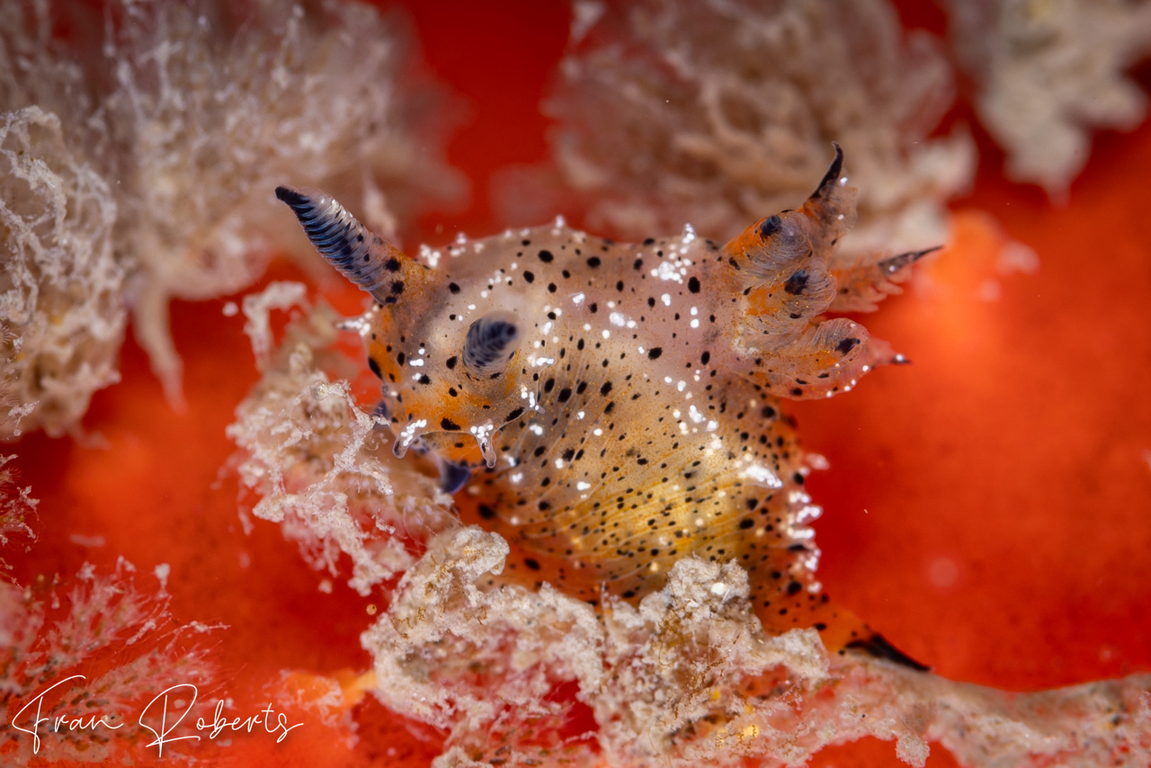 Image of Polycera melanosticta