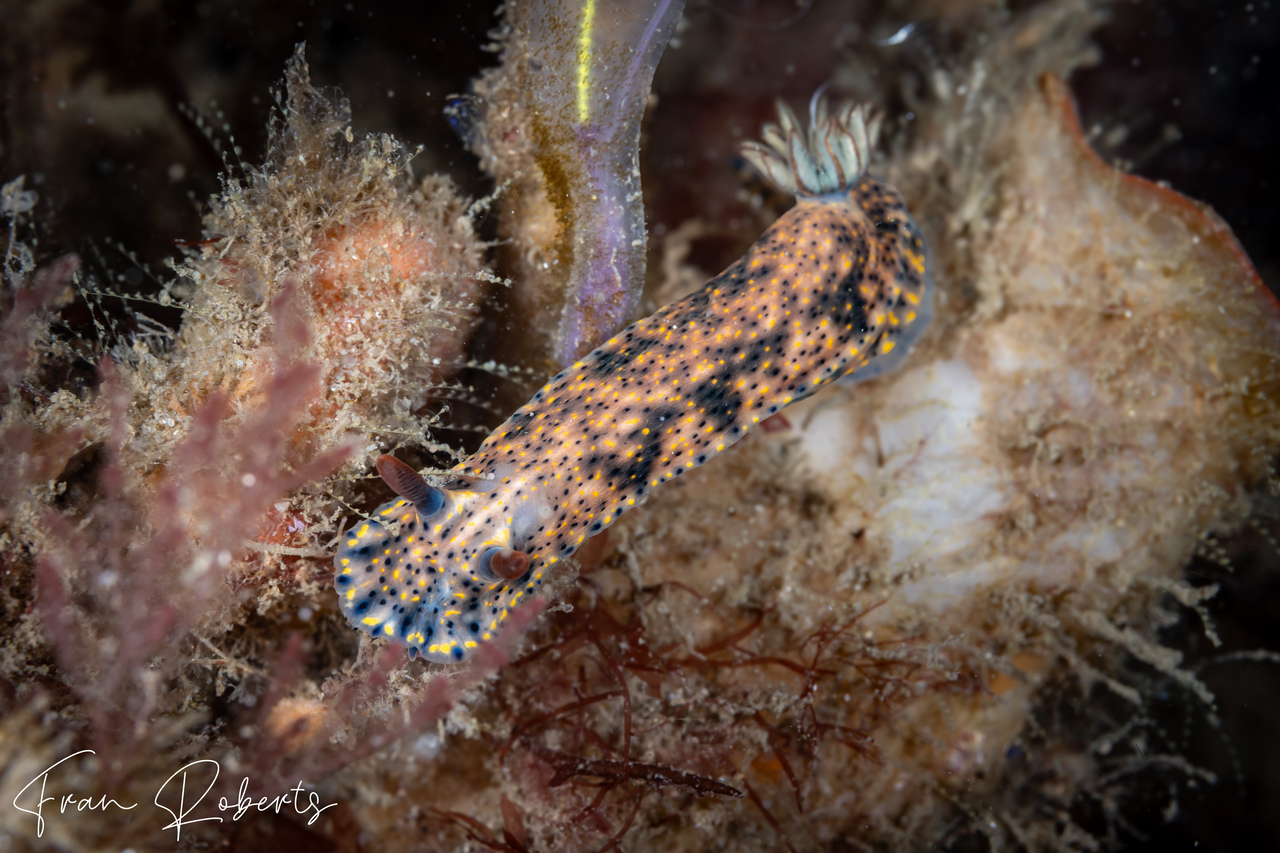 Image of Hypselodoris obscura