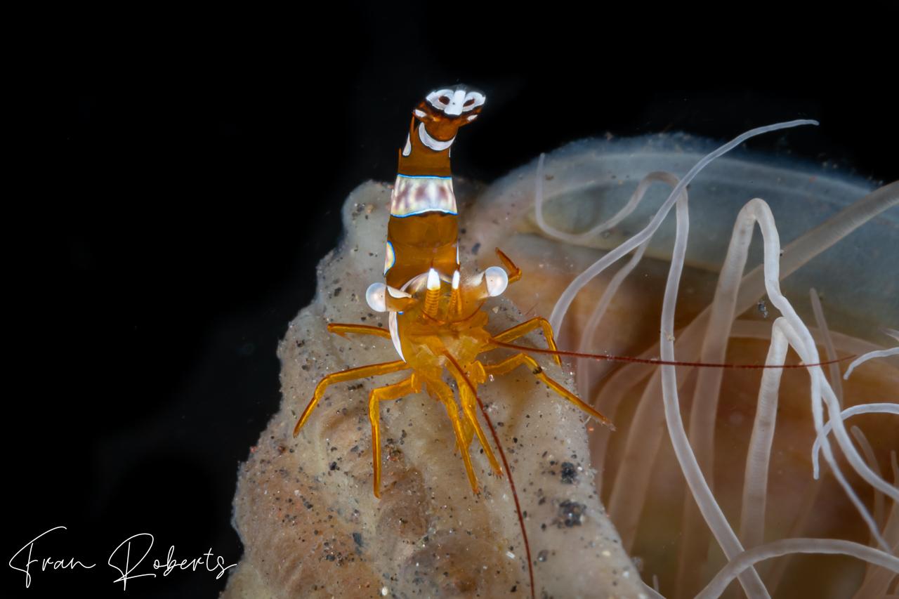 Image of Thor amboinensis