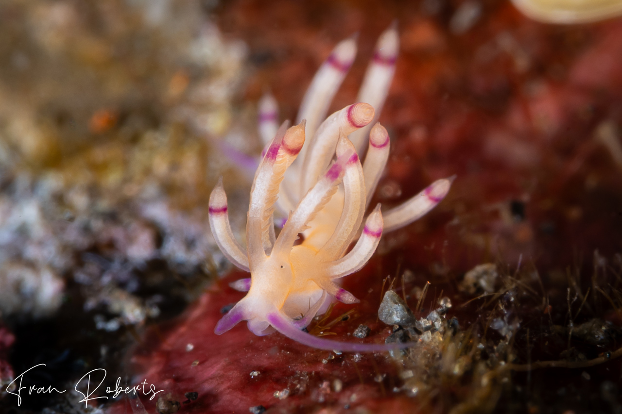 Image of Flabellina sp. 5