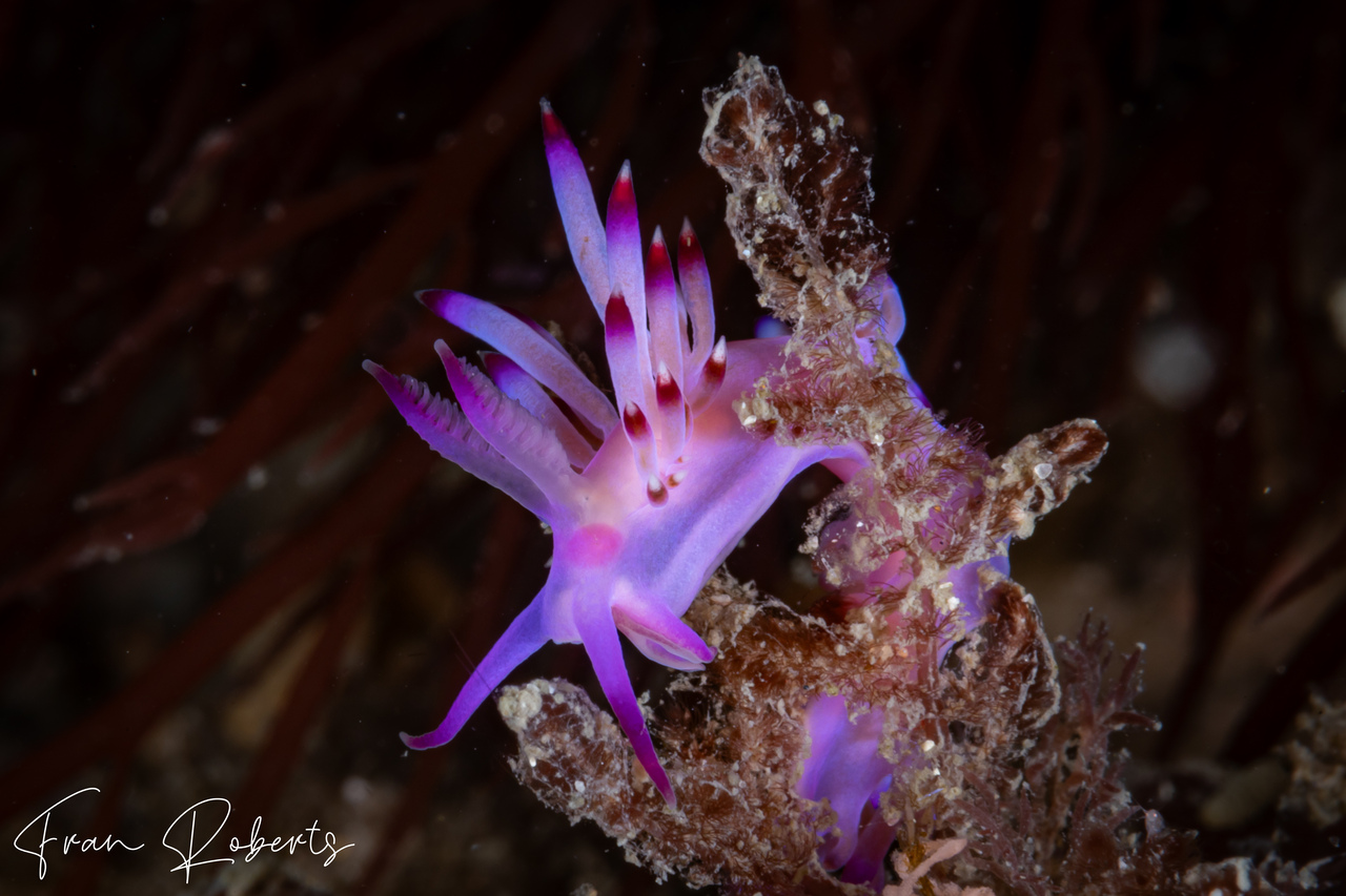 Image of Flabellina sp. 3