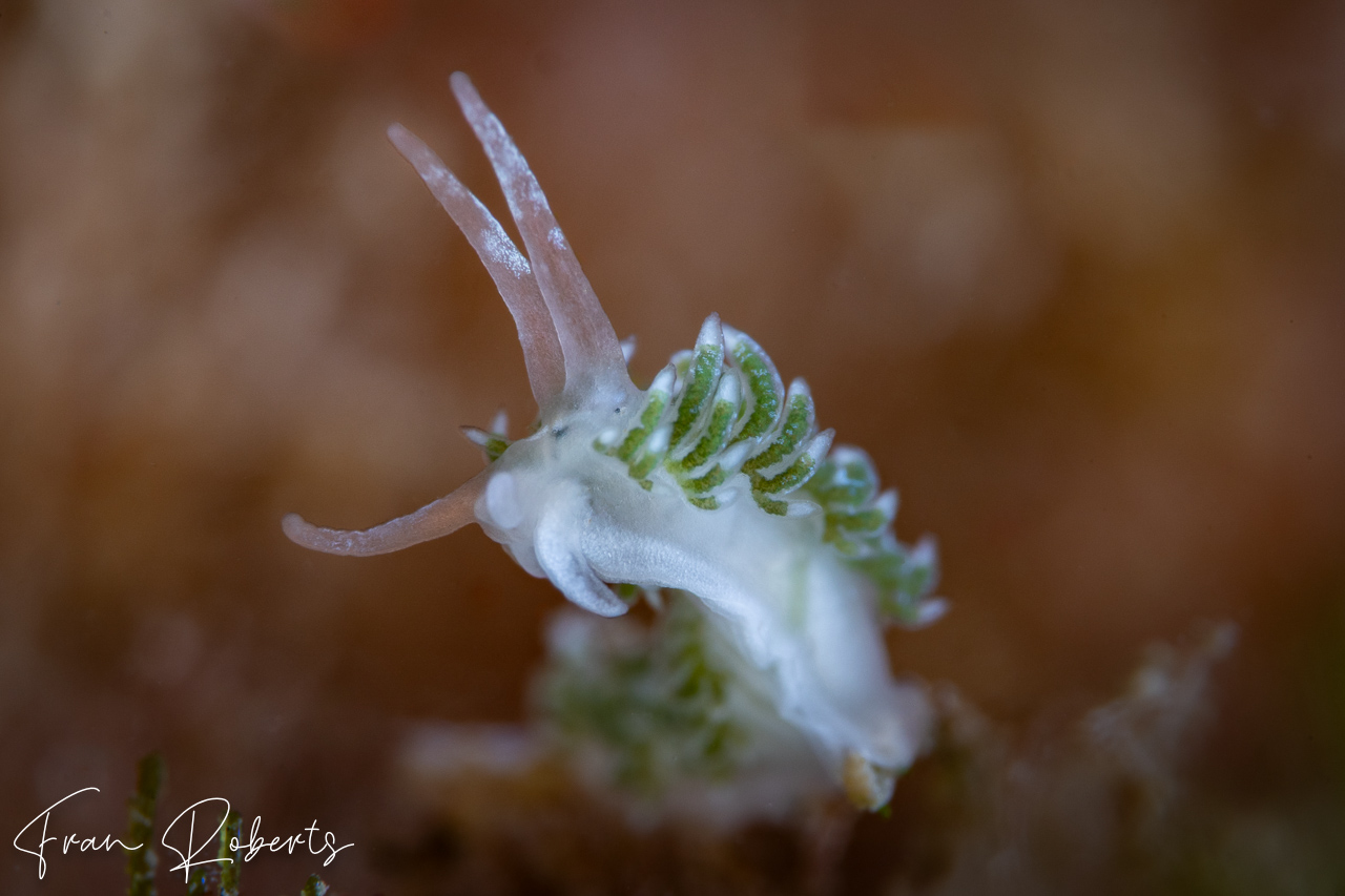 Image of Tularia bractea