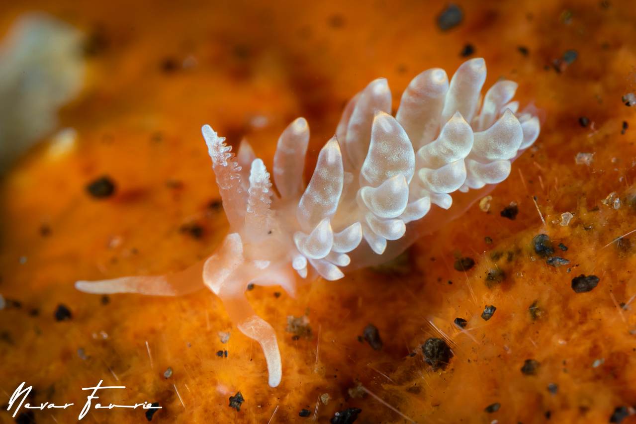 Image of Baeolidia salaamica