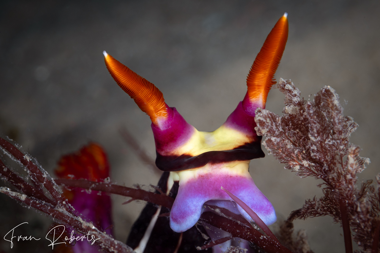 Image of Nembrotha purpureolineata