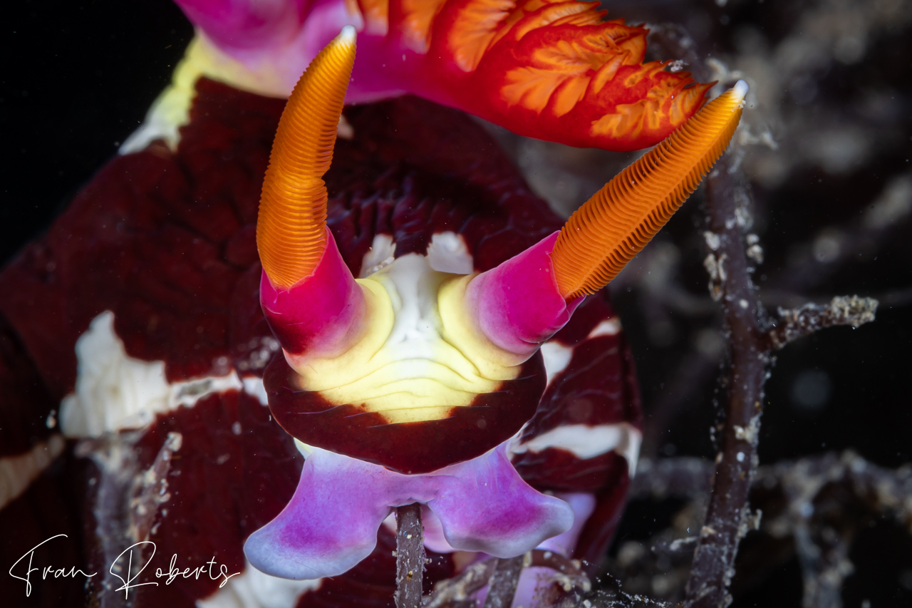 Image of Nembrotha purpureolineata