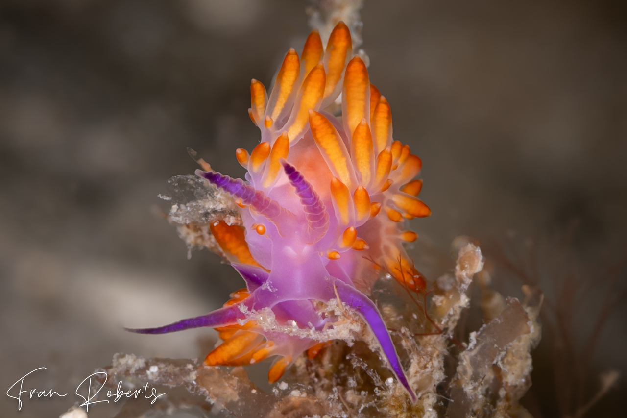 Image of Flabellina sp. 2