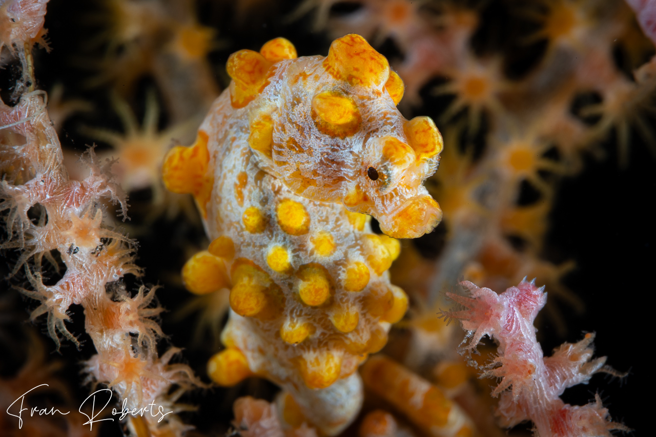 Image of Hippocampus bargibanti